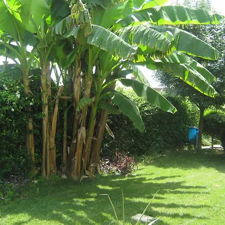 Mariposa Collecorvino