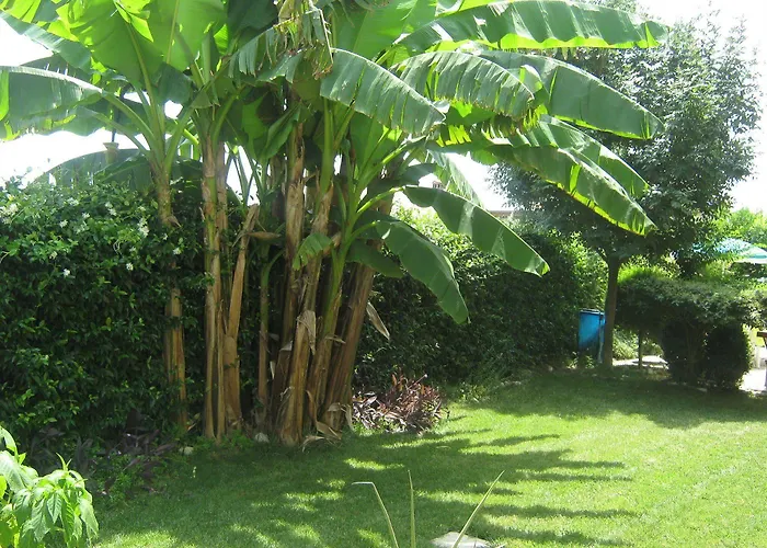 Mariposa Collecorvino